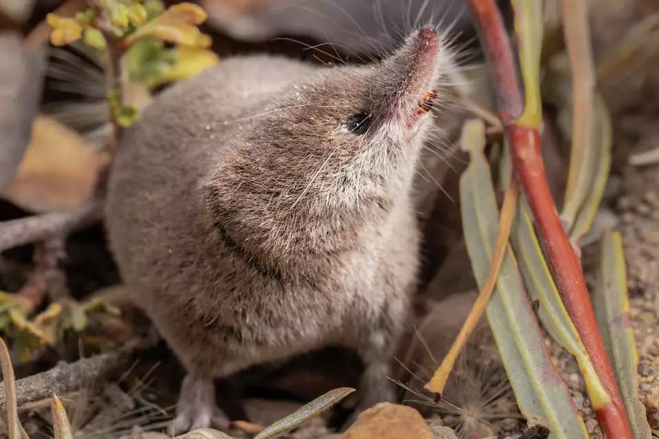 Wildlife Photography Milestone: First Photos of Elusive Mount Lyell Shrew