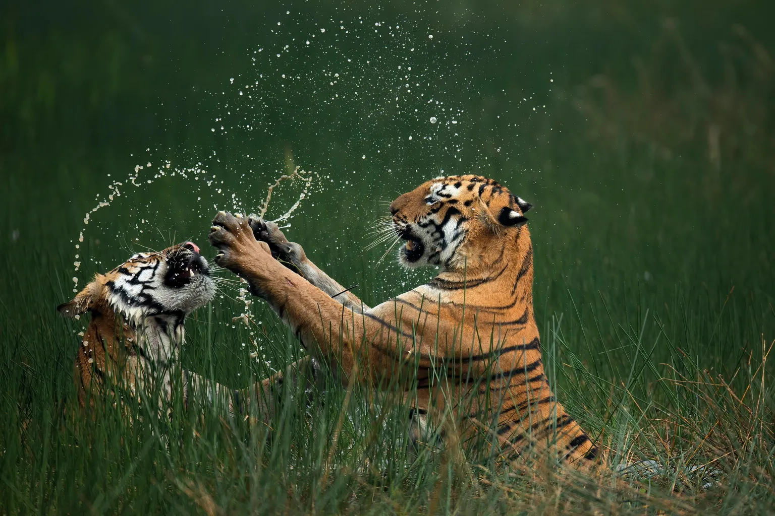 Nature’s Finest: Celebrating the Winners of the 2024 Nature’s Best Photography Awards