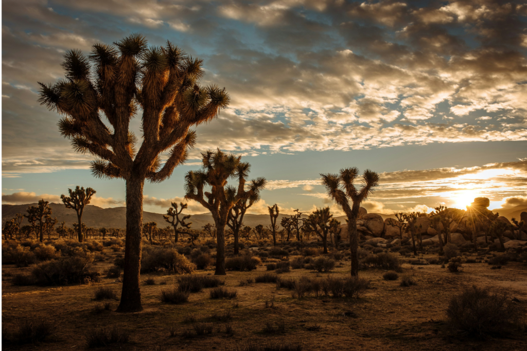 Joshua Tree sunset with silhouetted trees and dramatic clouds — the setting behind my Best Work on the Worst Camera
