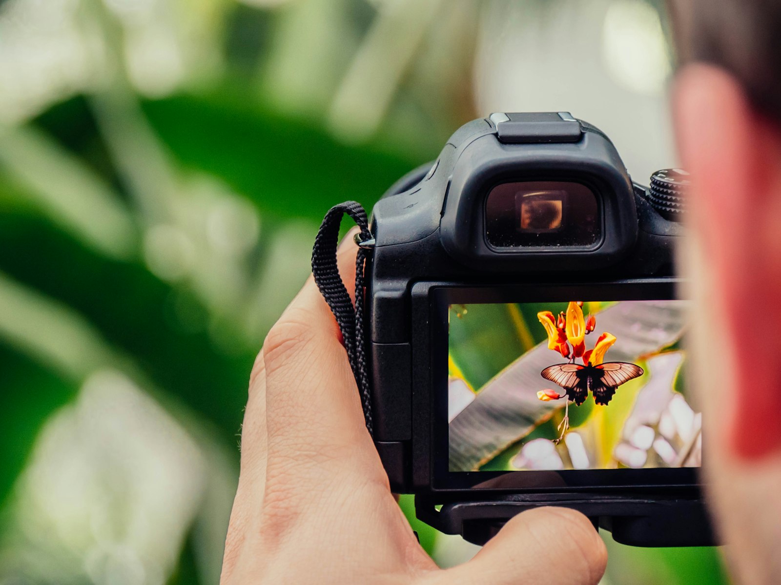 photographer viewing an image of a butterfly on the rear screen of a digital camera outdoors